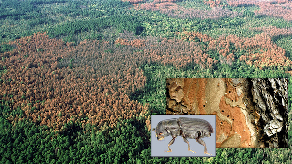 southern pine beetle